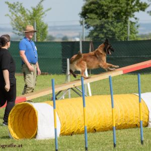 Agility Turnier des ÖSPSC