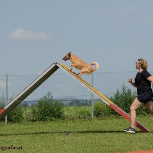 Agility Turnier des ÖSPSC