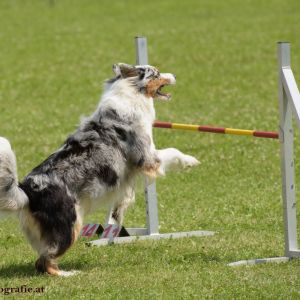 Agility Turnier des ÖSPSC