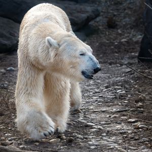 Eisbär