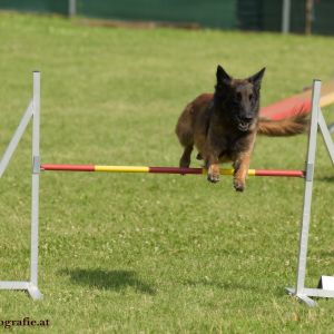 Agility Turnier des ÖSPSC