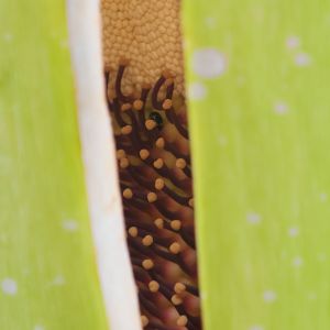 Amorphophallus titanum männliche und weibliche Blüten