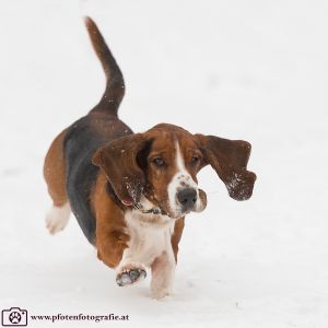 Silvester mit Hund im Hotel Grimming