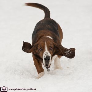 Silvester mit Hund im Hotel Grimming