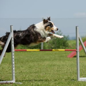 Agility Turnier des ÖSPSC