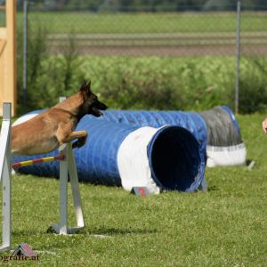 Agility Turnier des ÖSPSC