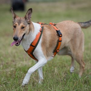 Kurzhaarcollie Treffen in Sulz im Wienerwald