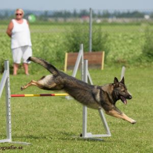 Agility Turnier des ÖSPSC