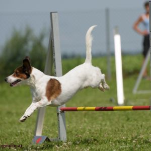 Agility Turnier des ÖSPSC