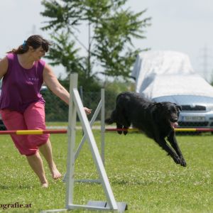 Agility Turnier des ÖSPSC