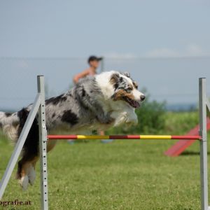 Agility Turnier des ÖSPSC