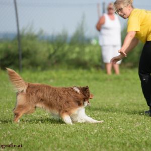 Agility Turnier des ÖSPSC