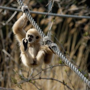 Weißhandgibbon