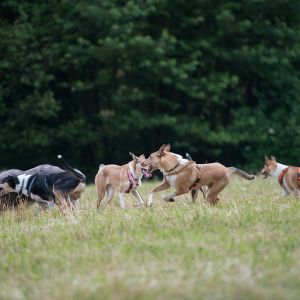 Kurzhaarcollie Treffen in Sulz im Wienerwald