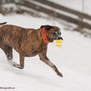 Silvester mit Hund im Hotel Grimming