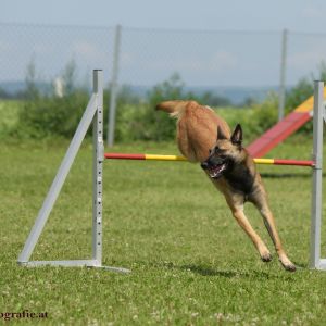 Agility Turnier des ÖSPSC