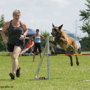 Agility Turnier des ÖSPSC