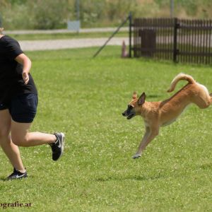 Agility Turnier des ÖSPSC