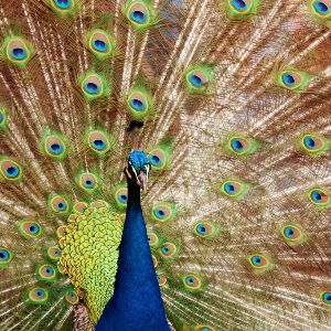 Blauer Pfau