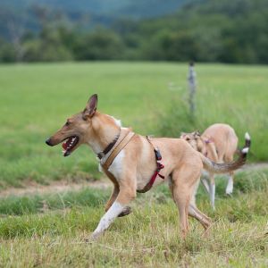 Kurzhaarcollie Treffen in Sulz im Wienerwald