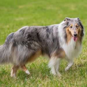 Kurzhaarcollie Treffen in Sulz im Wienerwald