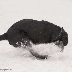 Silvester mit Hund im Hotel Grimming