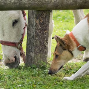 Urlaub mit Hund auf Gut Feuerschwendt