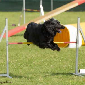 Agility Turnier des ÖSPSC