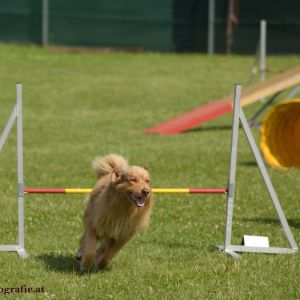 Agility Turnier des ÖSPSC