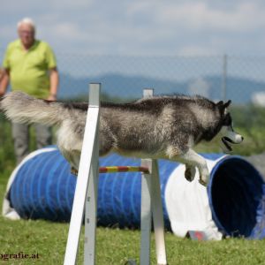 Agility Turnier des ÖSPSC