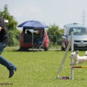 Agility Turnier des ÖSPSC