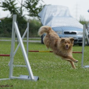 Agility Turnier des ÖSPSC