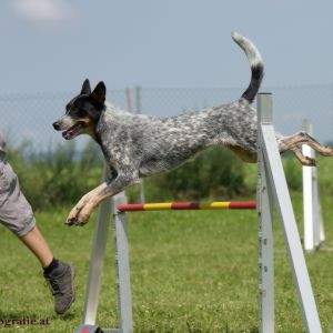 Agility Turnier des ÖSPSC