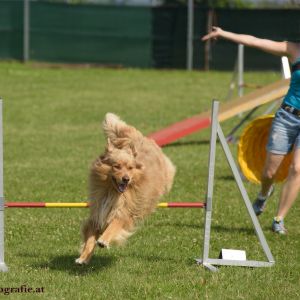 Agility Turnier des ÖSPSC