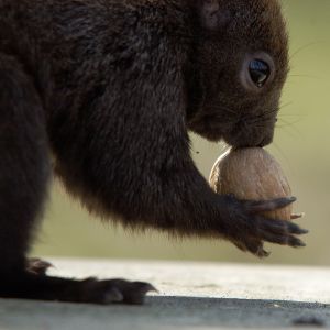 Eichhörnchen