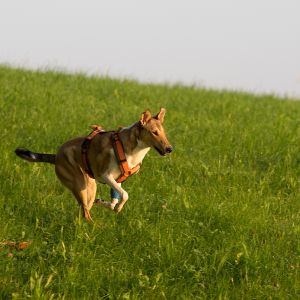 Urlaub mit Hund auf Gut Feuerschwendt