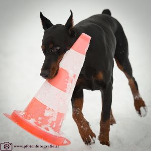 Silvester mit Hund im Hotel Grimming