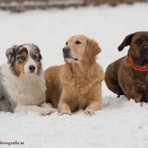 Silvester mit Hund im Hotel Grimming