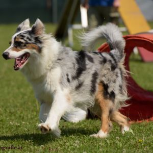 Agility Turnier des ÖSPSC