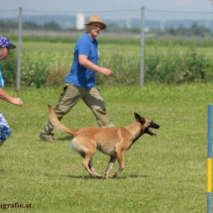 Agility Turnier des ÖSPSC