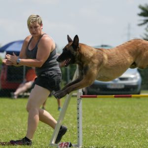 Agility Turnier des ÖSPSC