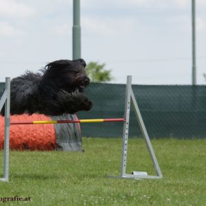 Agility Turnier des ÖSPSC