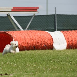 Agility Turnier des ÖSPSC