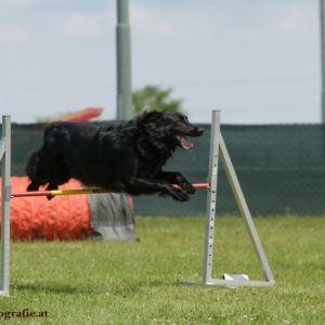 Agility Turnier des ÖSPSC