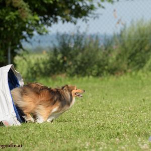 Agility Turnier des ÖSPSC