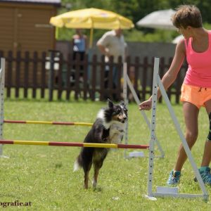 Agility Turnier des ÖSPSC