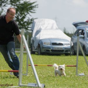 Agility Turnier des ÖSPSC