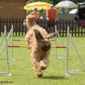 Agility Turnier des ÖSPSC