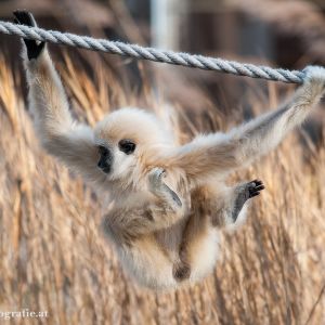 Weißhandgibbon