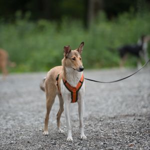 Kurzhaarcollie Treffen in Sulz im Wienerwald